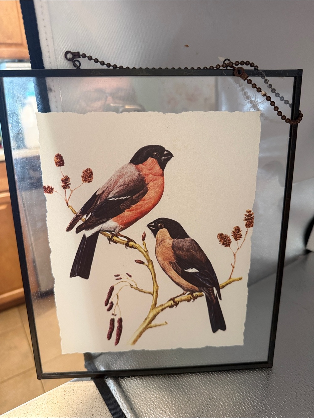 Charming Framed Bullfinch Bird Art Print -Glass with a Black Frame Hanging Art
